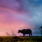 भारत के फसल बीमा कार्यक्रमों में बड़े सुधार