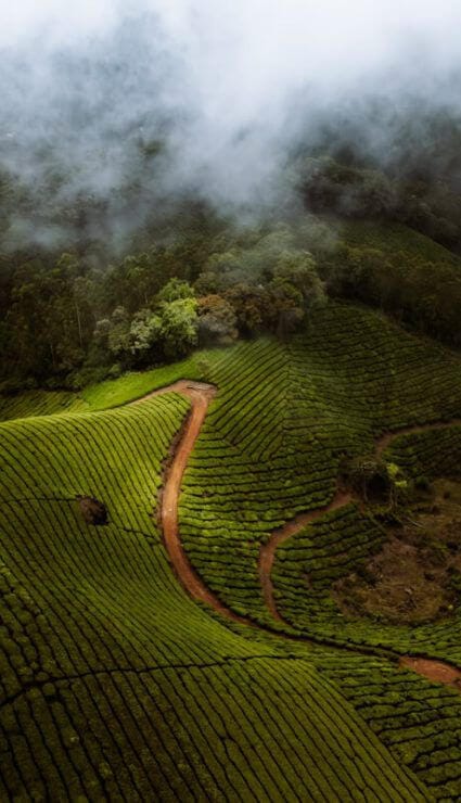 Travel destination at Munnar, kerala