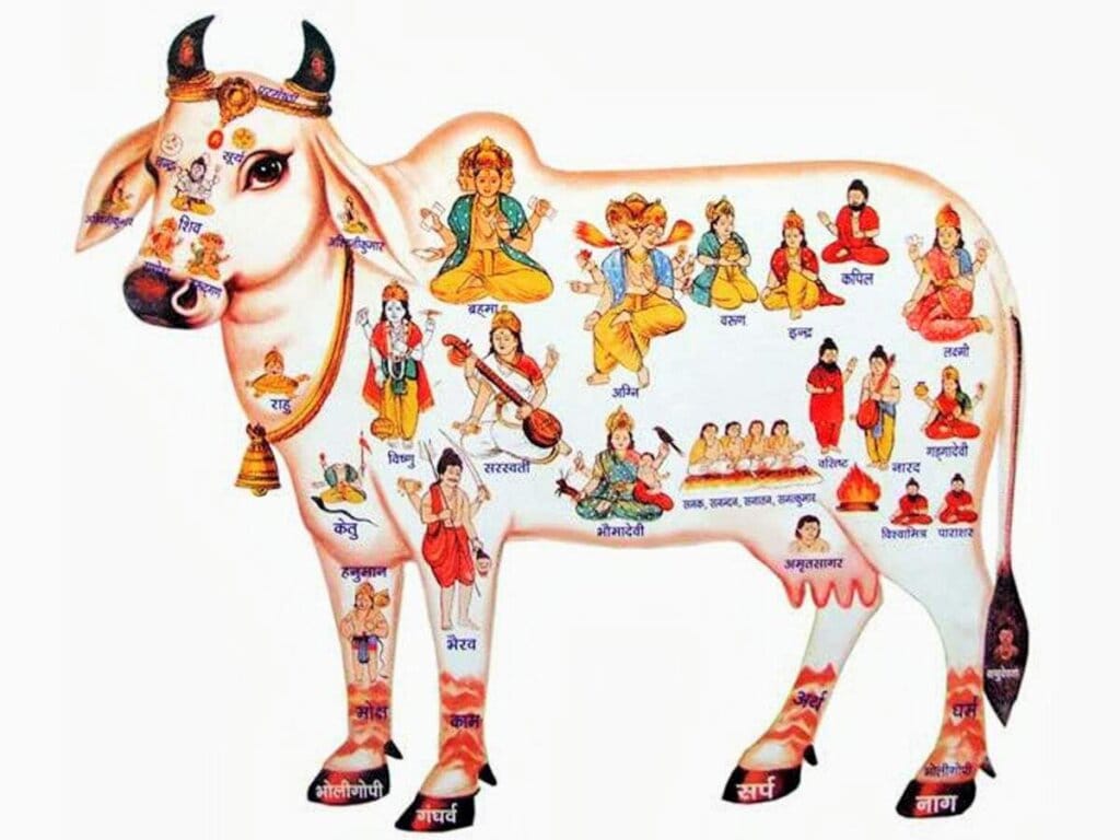 कामधेनु गाय
